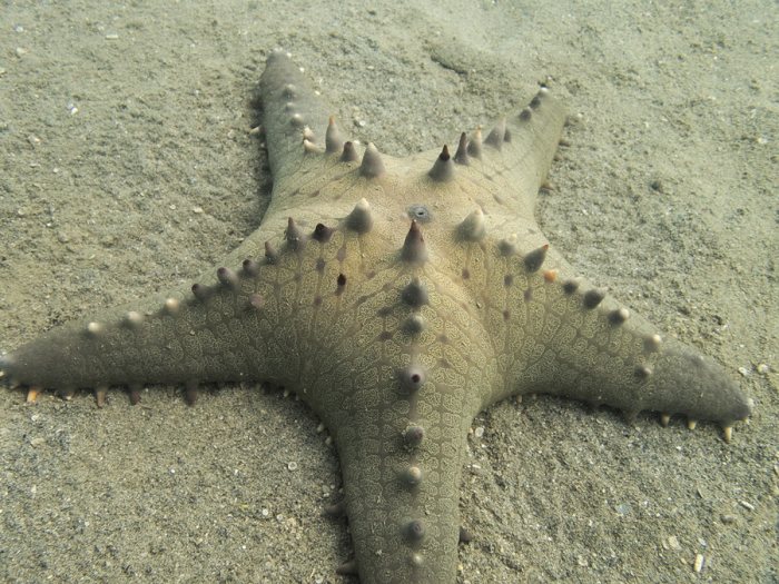 Pentaceraster alveolatus