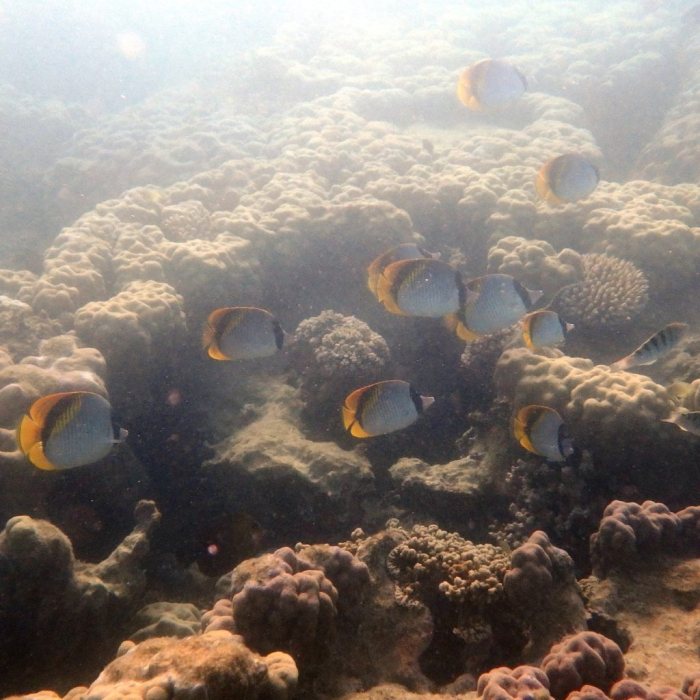 Chaetodon lineolatus