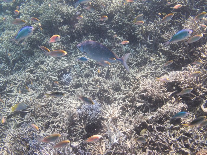 Siganus woodlandi