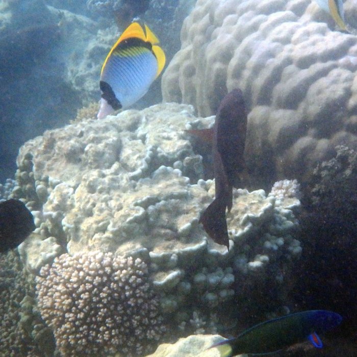 Chaetodon lineolatus