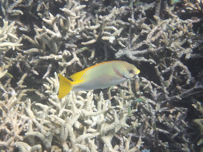 Siganus doliatus