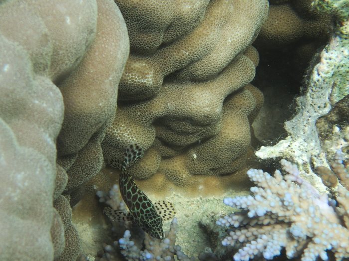 Epinephelus merra