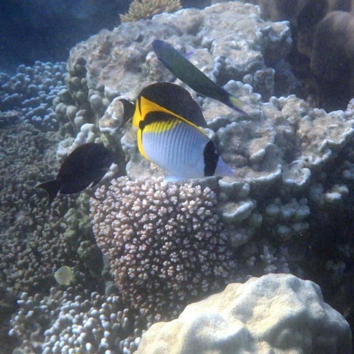 Chaetodon lineolatus