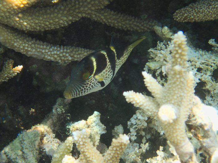 Canthigaster valentini