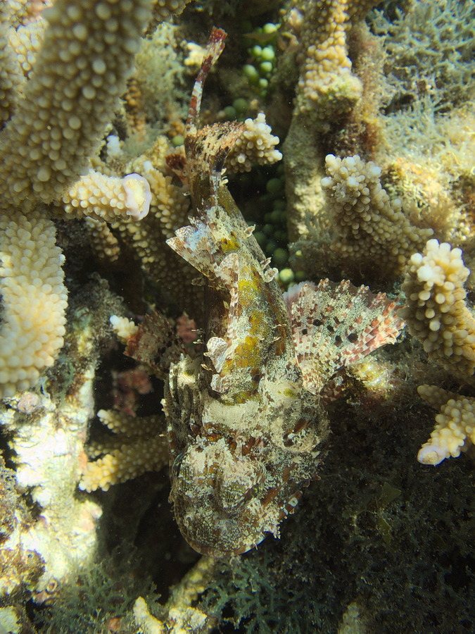 Scorpaenodes kelloggi