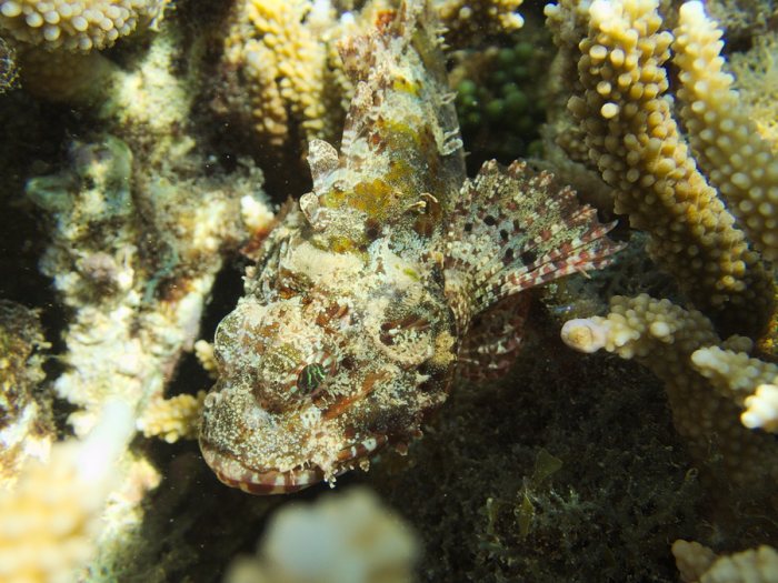 Scorpaenodes kelloggi