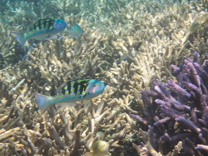 Thalassoma hardwicke