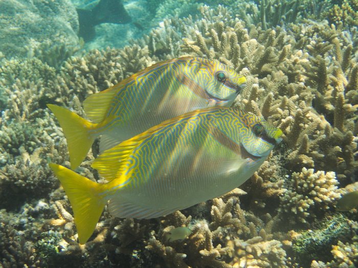 Siganus doliatus
