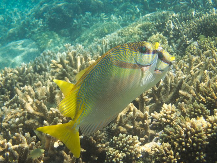 Siganus doliatus