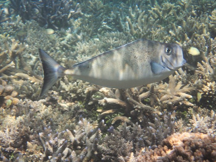 Naso tonganus