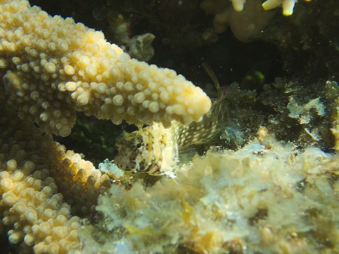Salarias fasciatus