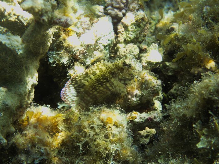 Salarias fasciatus