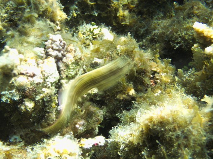 Salarias fasciatus