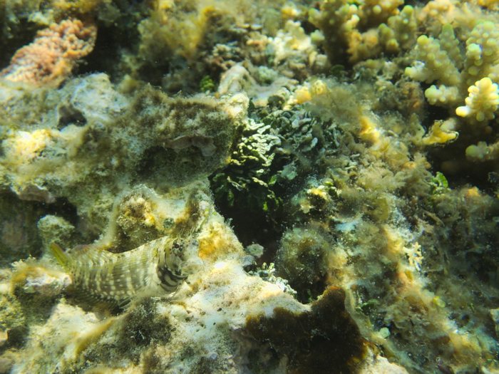 Salarias fasciatus