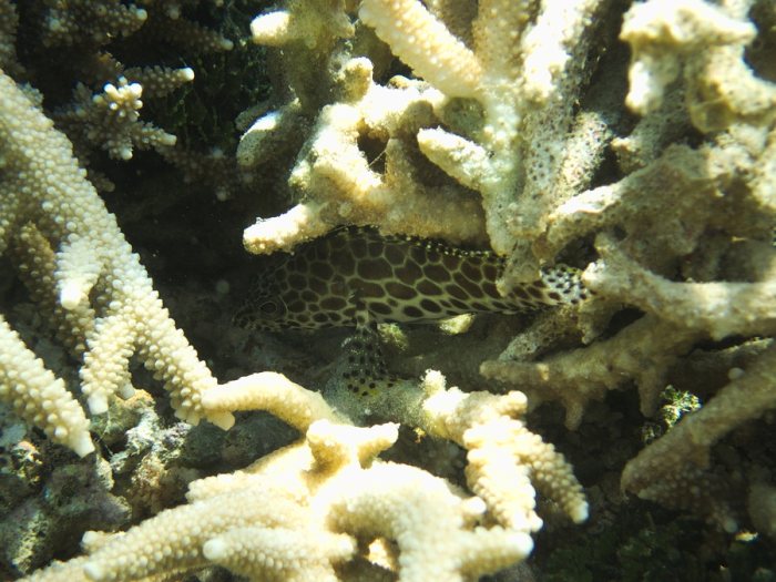 Epinephelus merra