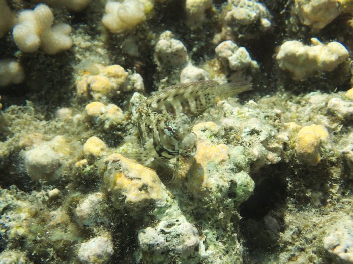 Salarias fasciatus