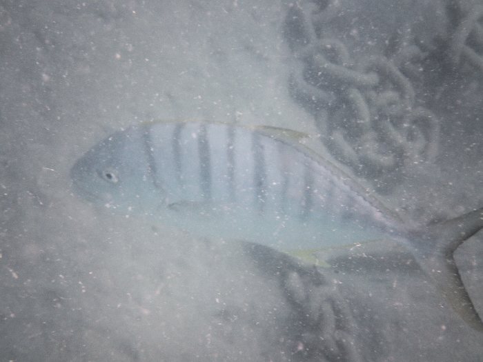 Gnathanodon speciosus