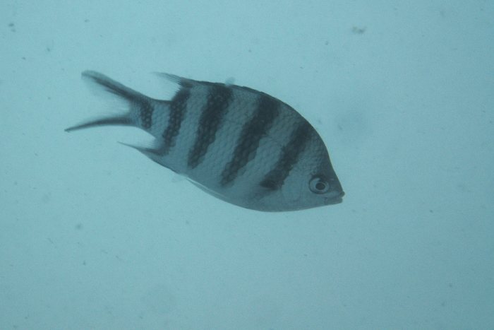 Abudefduf sexfasciatus
