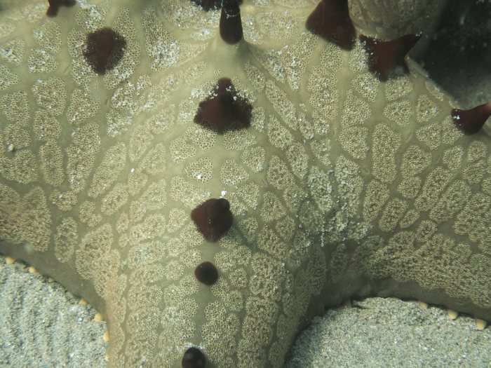 Étoile de mer