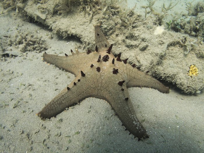 Pentaceraster alveolatus