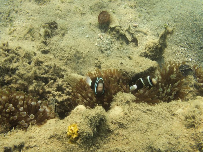 Amphiprion akindynos
