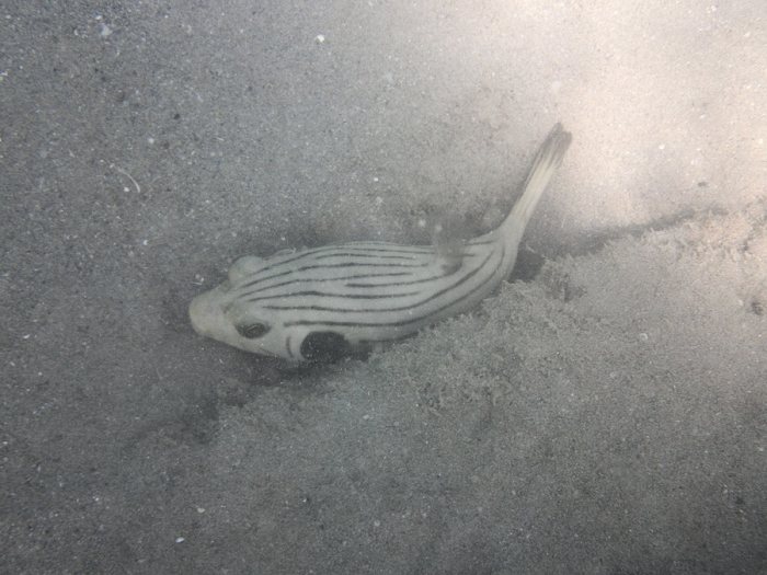 Arothron manilensis