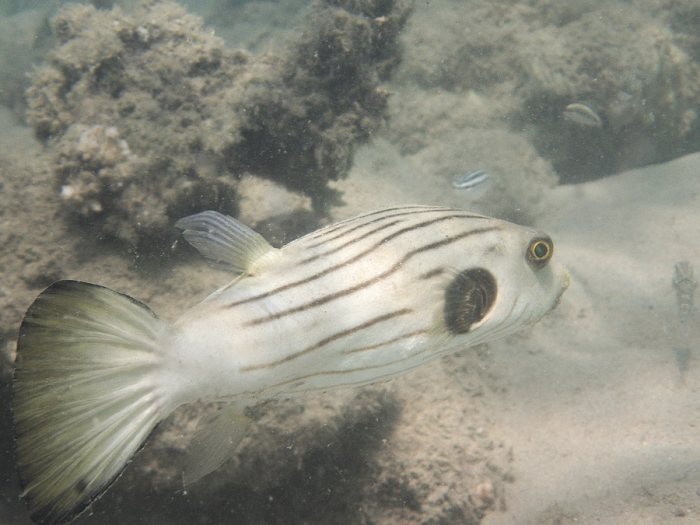 Arothron manilensis