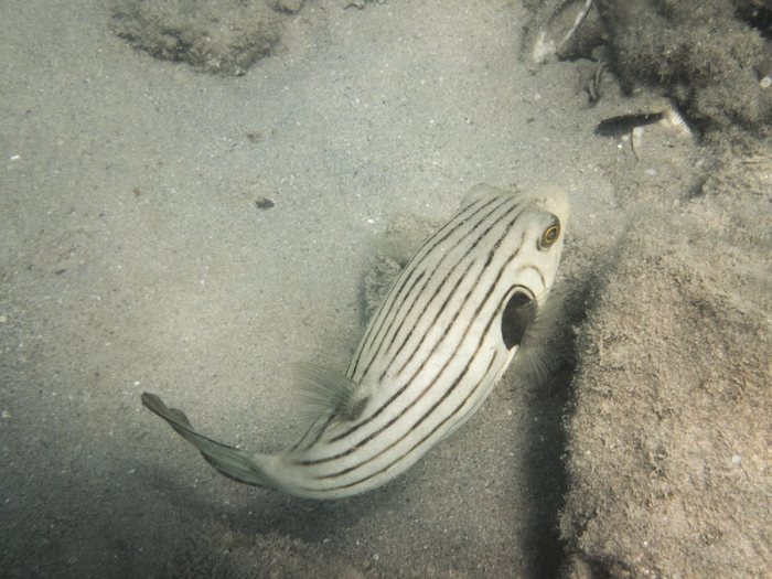 Arothron manilensis