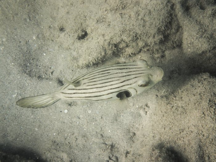 Arothron manilensis