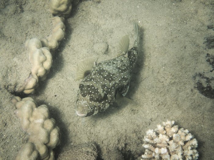 Arothron hispidus