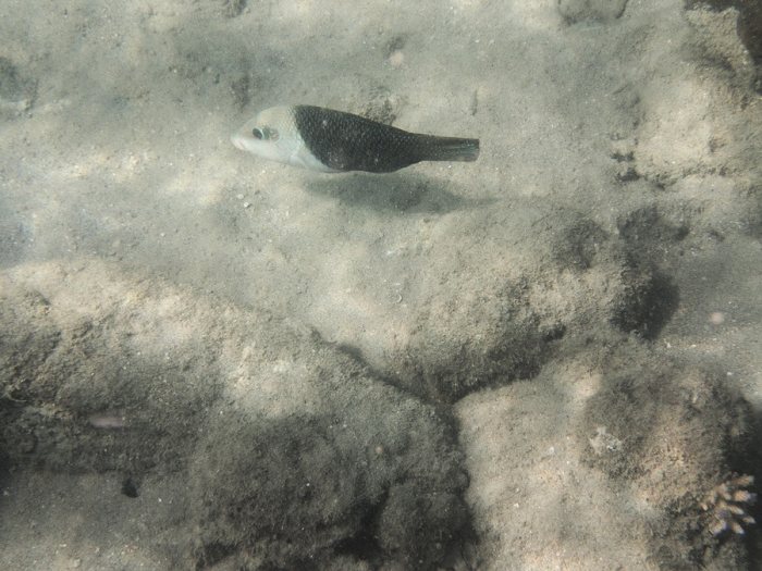 Hemigymnus melapterus