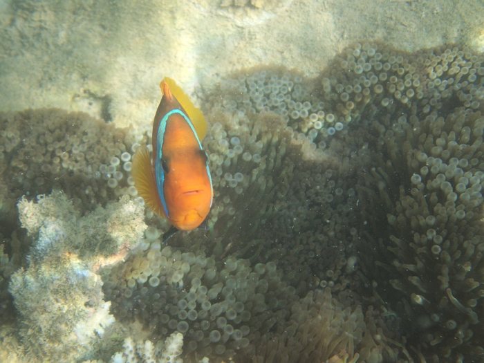 Amphiprion melanopus