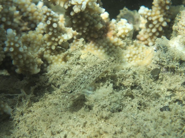 Istigobius decoratus