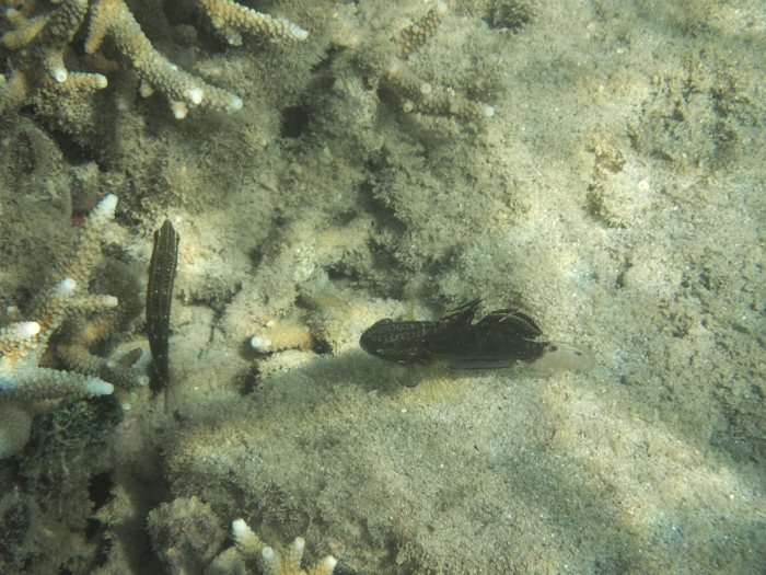 Amblygobius phalaena