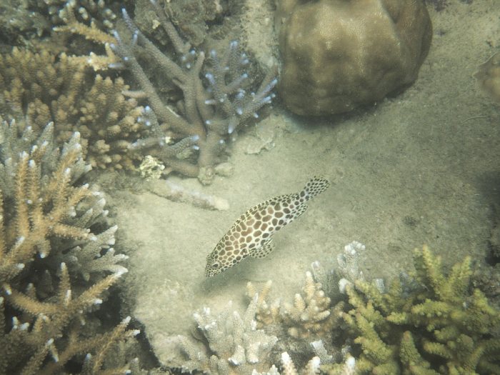 Epinephelus merra