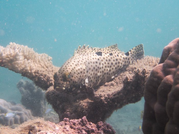 Epinephelus howlandi