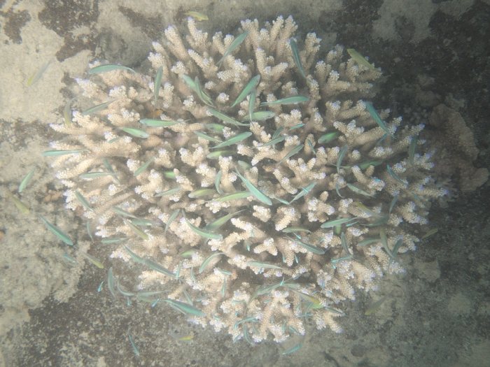 Chromis viridis
