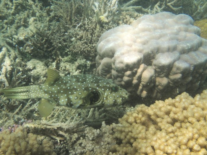 Arothron hispidus