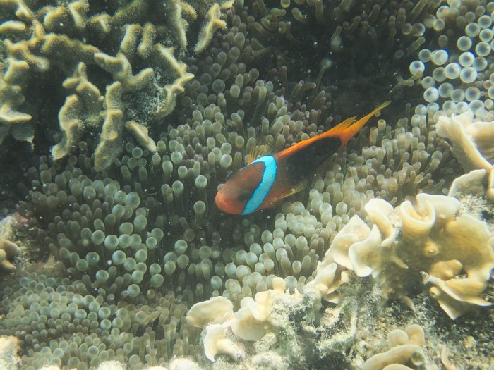 Amphiprion melanopus
