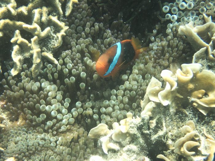 Amphiprion melanopus