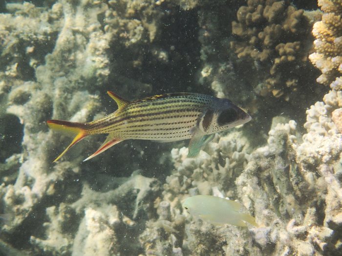 Neoniphon sammara