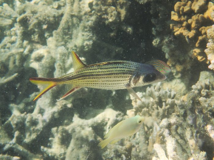 Neoniphon sammara