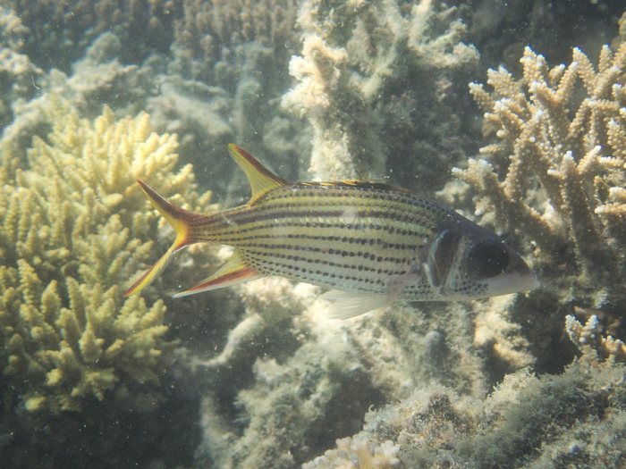 Neoniphon sammara