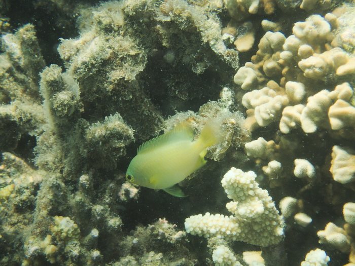 Poisson-demoiselle
