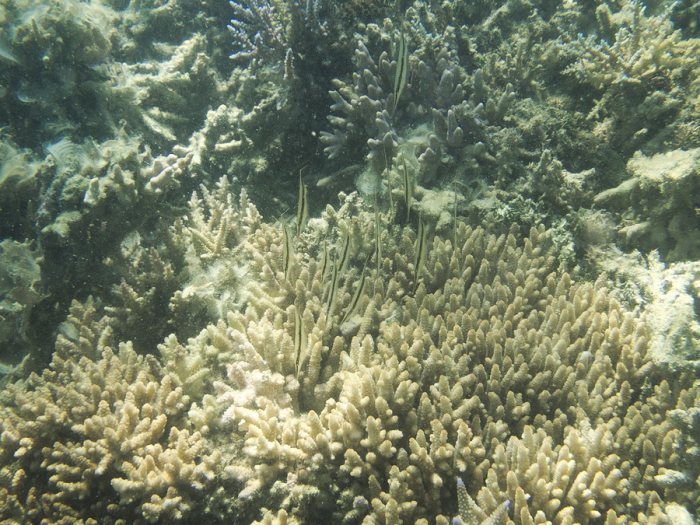 Aeoliscus strigatus