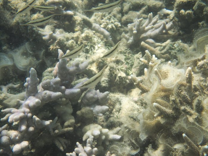 Aeoliscus strigatus