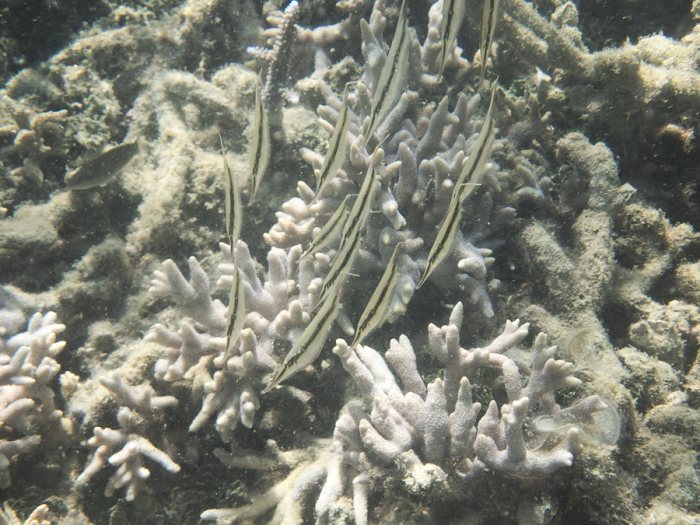 Aeoliscus strigatus