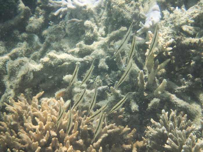 Aeoliscus strigatus