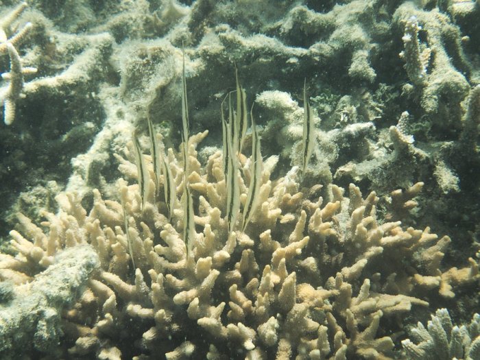 Aeoliscus strigatus