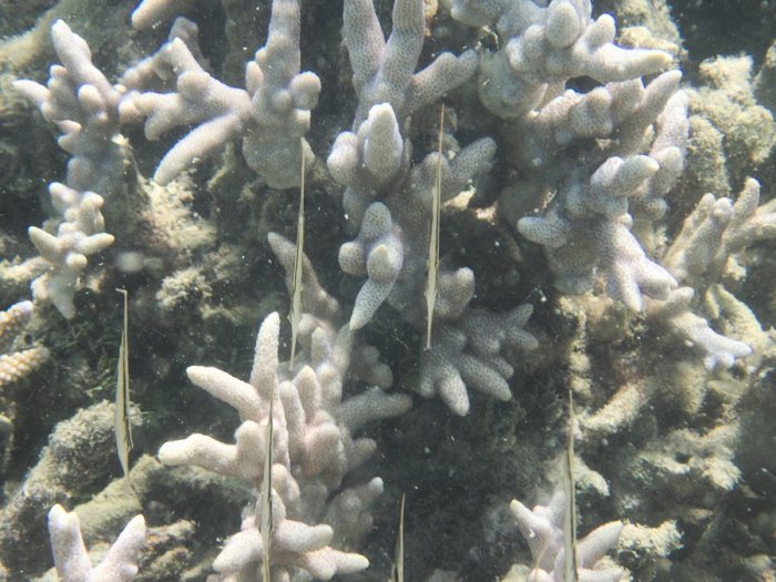 Aeoliscus strigatus